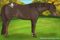 Horse Color:Liver Chestnut Appaloosa 