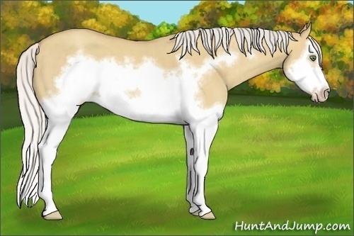 Horse Color:Silver Classic Champagne Dun Splash Frame 