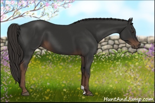 Horse Color:Liver Chestnut 