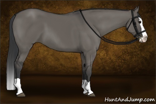 Horse Color:Grullo Splash