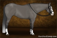 Horse Color:Grullo Splash
