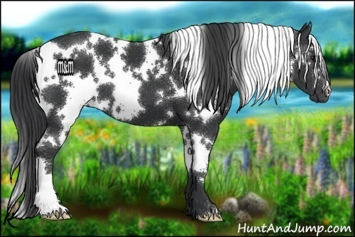 Horse Color:White Spotted Black