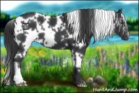 Horse Color:White Spotted Black