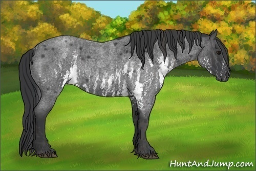 Horse Color:White Spotted Blue Roan Rabicano Brindle