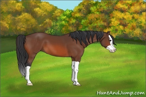 Horse Color:Bay Splash 