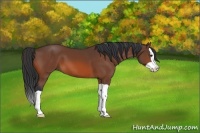 Horse Color:Bay Splash 