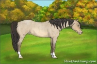 Horse Color:Amber Cream Champagne Roan