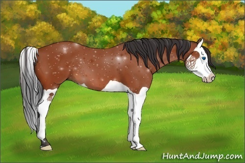 Horse Color:Bay Splash 