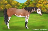 Horse Color:Bay Splash 