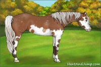 Horse Color:Silver Bay Splash 