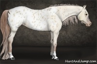 Horse Color:Red Dun Roan Appaloosa 