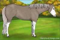 Horse Color:Silver Grullo Splash