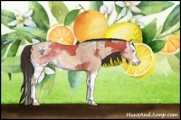 Horse Color:White Spotted Amber Champagne Sabino  and Amber Champagne Ice Sabino Splash 