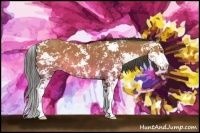 Horse Color:Sable Cream Champagne Sabino 