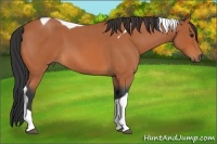 Horse Color:Bay Roan Tobiano