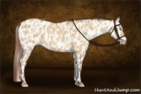Horse Color:Amber Champagne Dun Leopard and Amber Champagne Dun Leopard