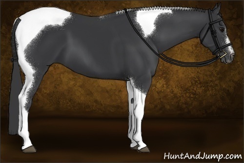 Horse Color:Black Sabino Tobiano 