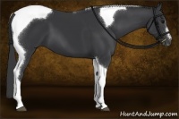 Horse Color:Black Sabino Tobiano 