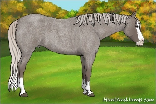 Horse Color:Silver Blue Roan Splash 