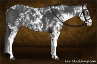 Horse Color:Black Sabino Varnish 