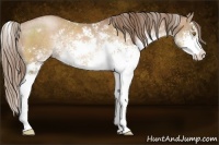 Horse Color:Brown Pearl Sabino 