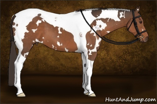 Horse Color:White Spotted Liver Chestnut Tobiano 