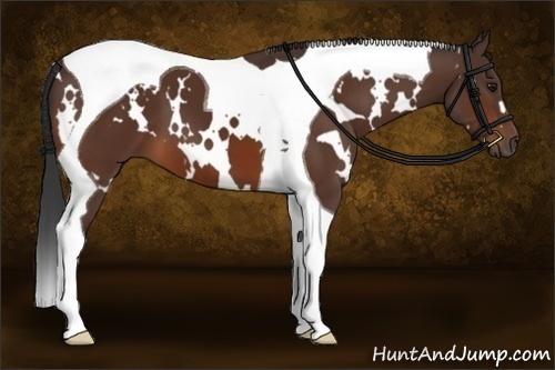 Horse Color:White Spotted Brown Tobiano
