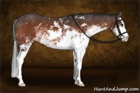Horse Color:Brown Sabino Splash 