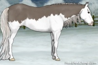 Horse Color:Silver Blue Roan Splash 