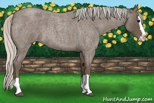 Horse Color:Silver Blue Roan Splash