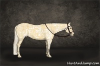 Horse Color:Bay Dun Appaloosa  and Palomino 
