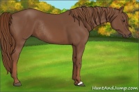 Horse Color:Chestnut Rabicano