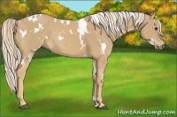 Horse Color:White Spotted Palomino Rabicano