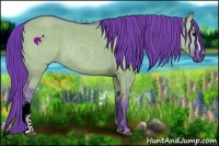 Horse Color:Watercolor Grullo