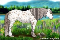 Horse Color:Amber Champagne Appaloosa  and Amber Champagne Appaloosa 