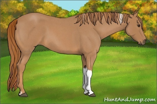 Horse Color:Red Roan Tobiano