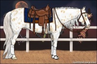 Horse Color:Gold Cream Champagne Near Leopard and White Spotted Gold Cream Champagne Near Leopard