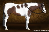 Horse Color:Brown Sabino Tobiano