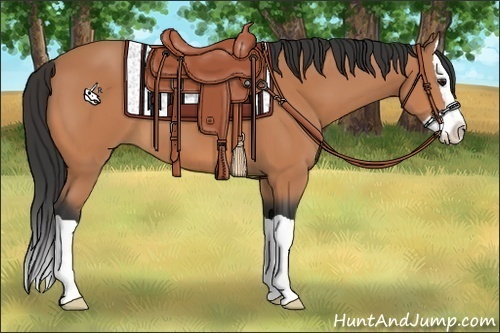 Horse Color:Bay Splash 