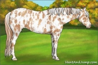 Horse Color:Gold Champagne Appaloosa  and White Spotted Gold Champagne Appaloosa 