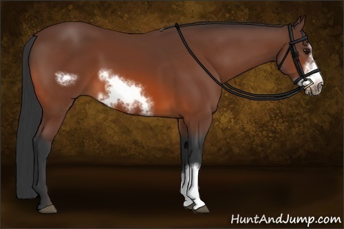 Horse Color:Bay Frame