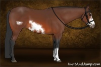 Horse Color:Bay Frame 