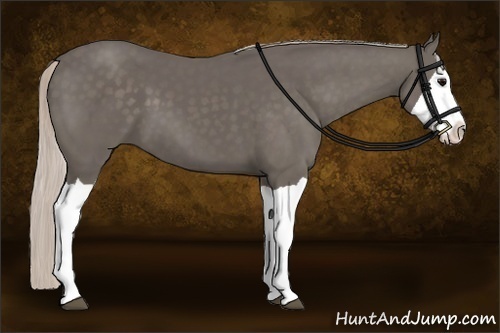 Horse Color:Silver Black Splash
