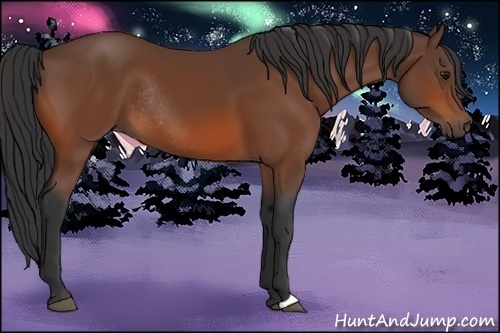 Horse Color:Bay Rabicano