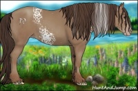 Horse Color:White Spotted Classic Champagne 