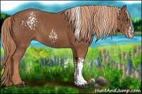 Horse Color:White Spotted Chestnut Rabicano 