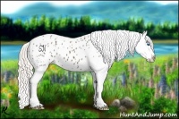 Horse Color:Silver Black Splash Appaloosa