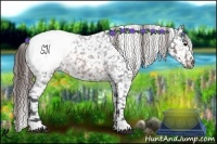Horse Color:Brown Roan Appaloosa 