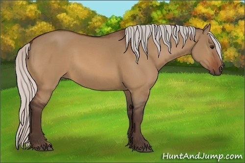 Horse Color:Silver Bay Dun