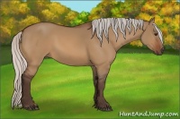 Horse Color:Silver Bay Dun